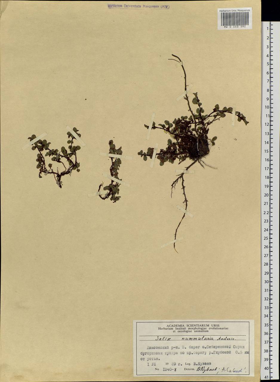 Salix nummularia Anderss., Siberia, Central Siberia (S3) (Russia)