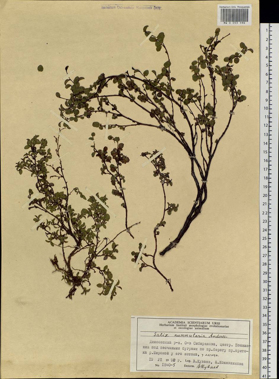 Salix nummularia Anderss., Siberia, Central Siberia (S3) (Russia)