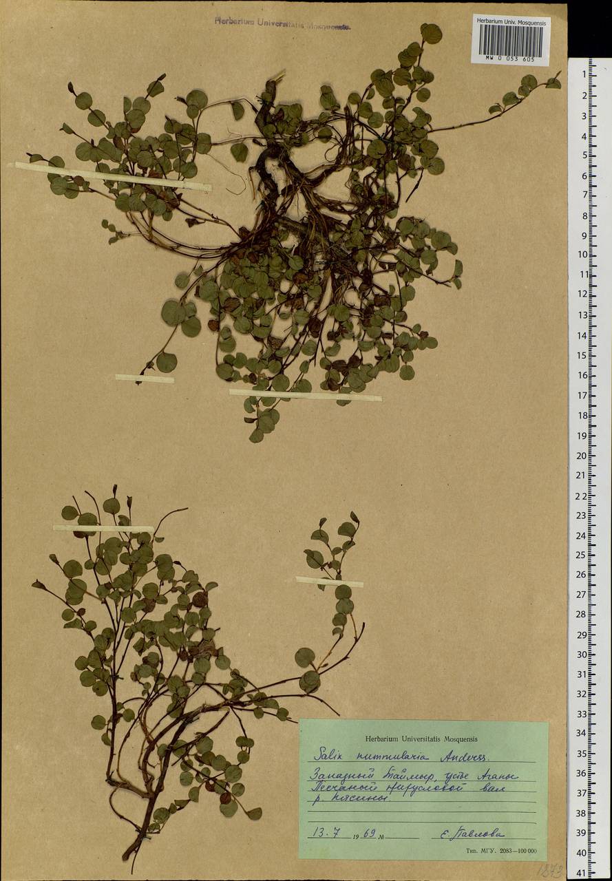 Salix nummularia Anderss., Siberia, Central Siberia (S3) (Russia)