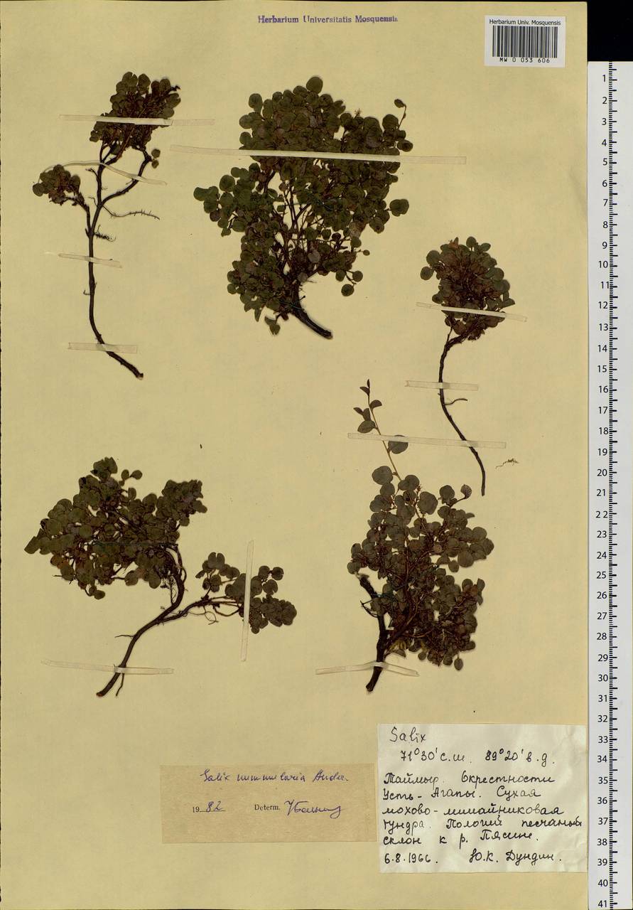 Salix nummularia Anderss., Siberia, Central Siberia (S3) (Russia)