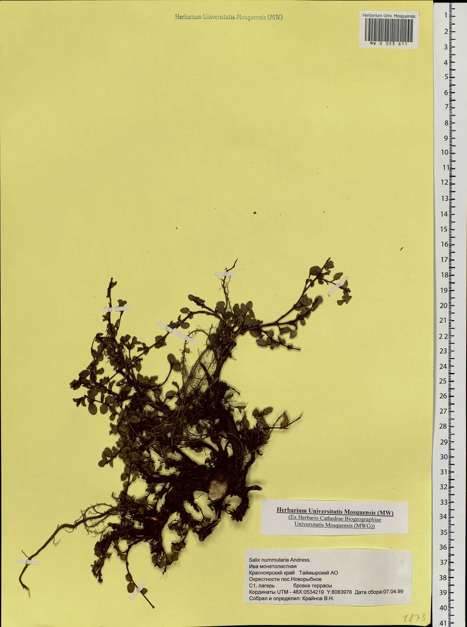 MW0053611, Salix nummularia (Ива монетовидная), specimen Salix nummularia Anderss., Siberia, Central Siberia (S3) (Russia)