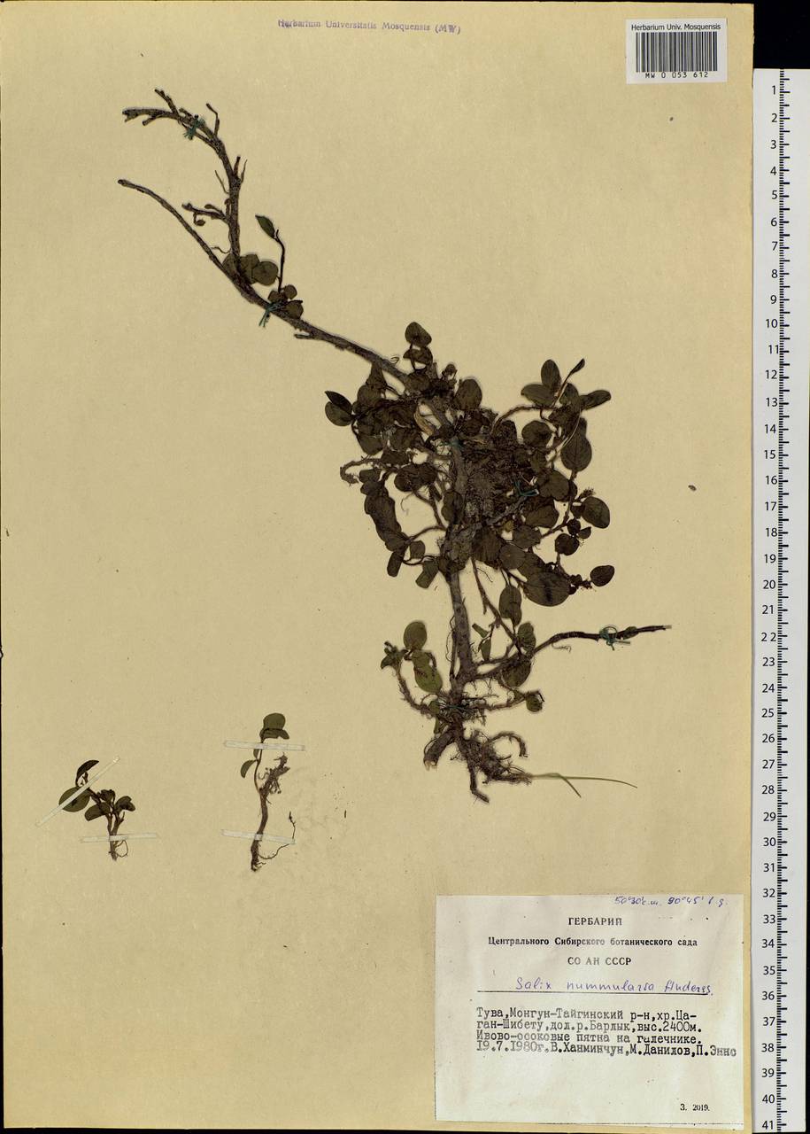 Salix nummularia Anderss., Siberia, Altai & Sayany Mountains (S2) (Russia)