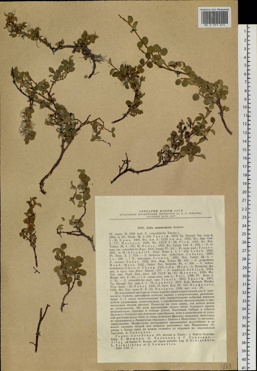 Salix nummularia Anderss., Siberia, Altai & Sayany Mountains (S2) (Russia)