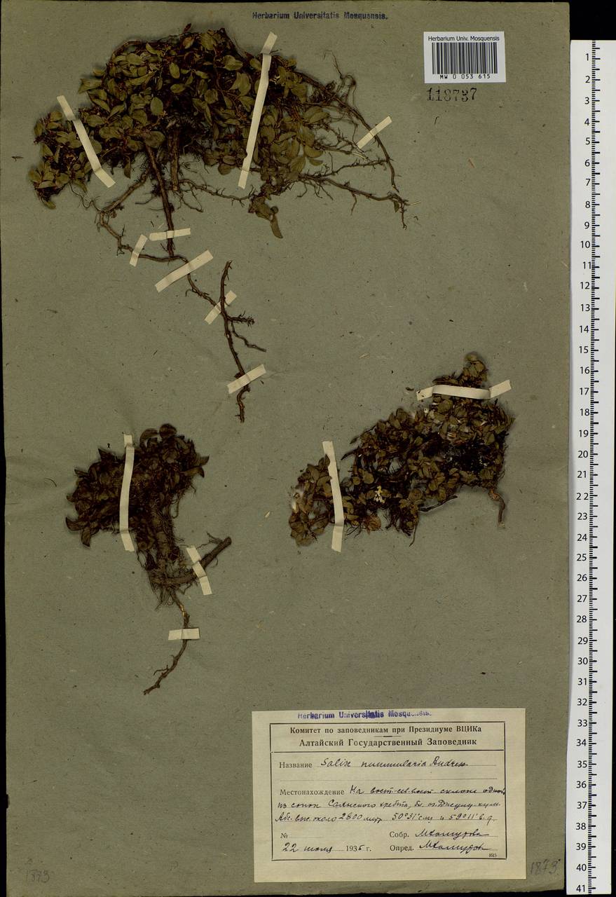 Salix nummularia Anderss., Siberia, Altai & Sayany Mountains (S2) (Russia)