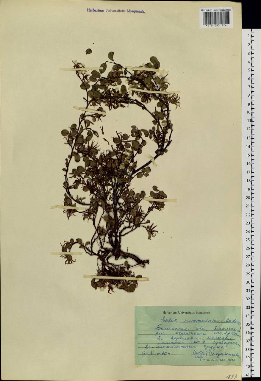 Salix nummularia Anderss., Siberia, Western Siberia (S1) (Russia)