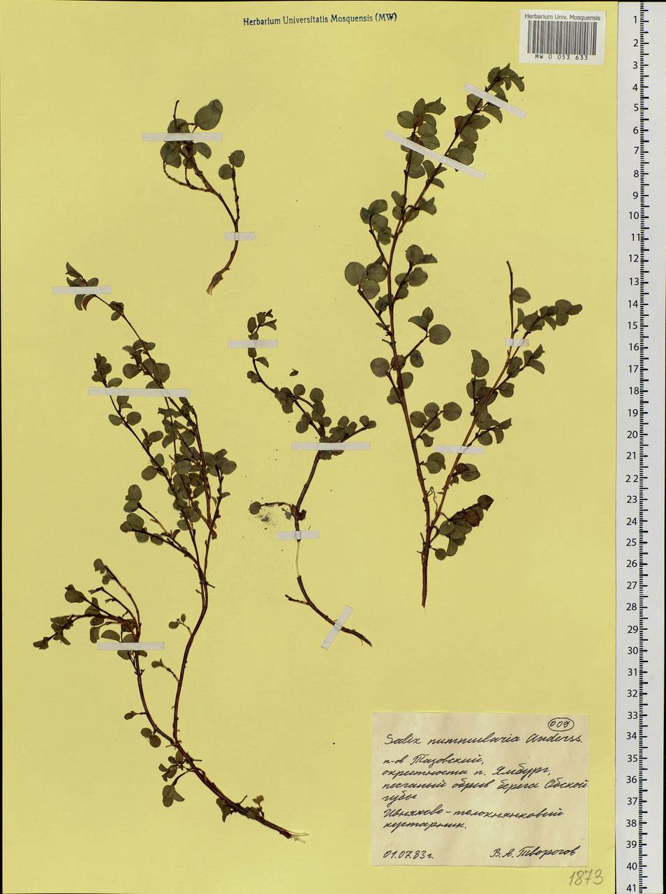 Salix nummularia Anderss., Siberia, Western Siberia (S1) (Russia)