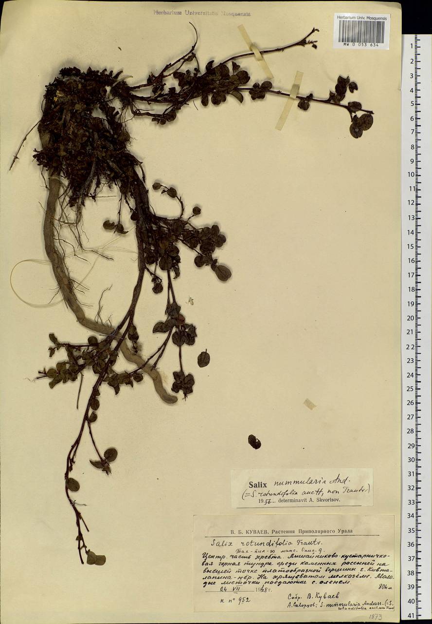 Salix nummularia Anderss., Eastern Europe, Northern region (E1) (Russia)