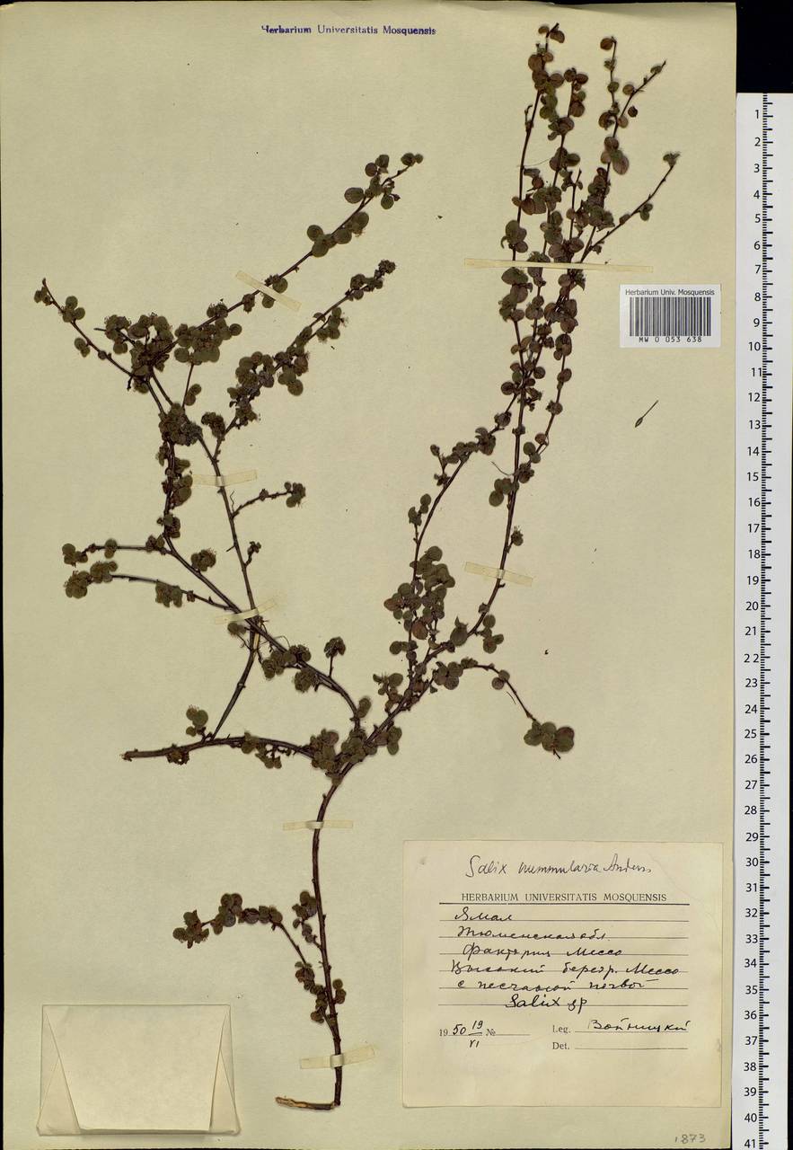 Salix nummularia Anderss., Siberia, Western Siberia (S1) (Russia)