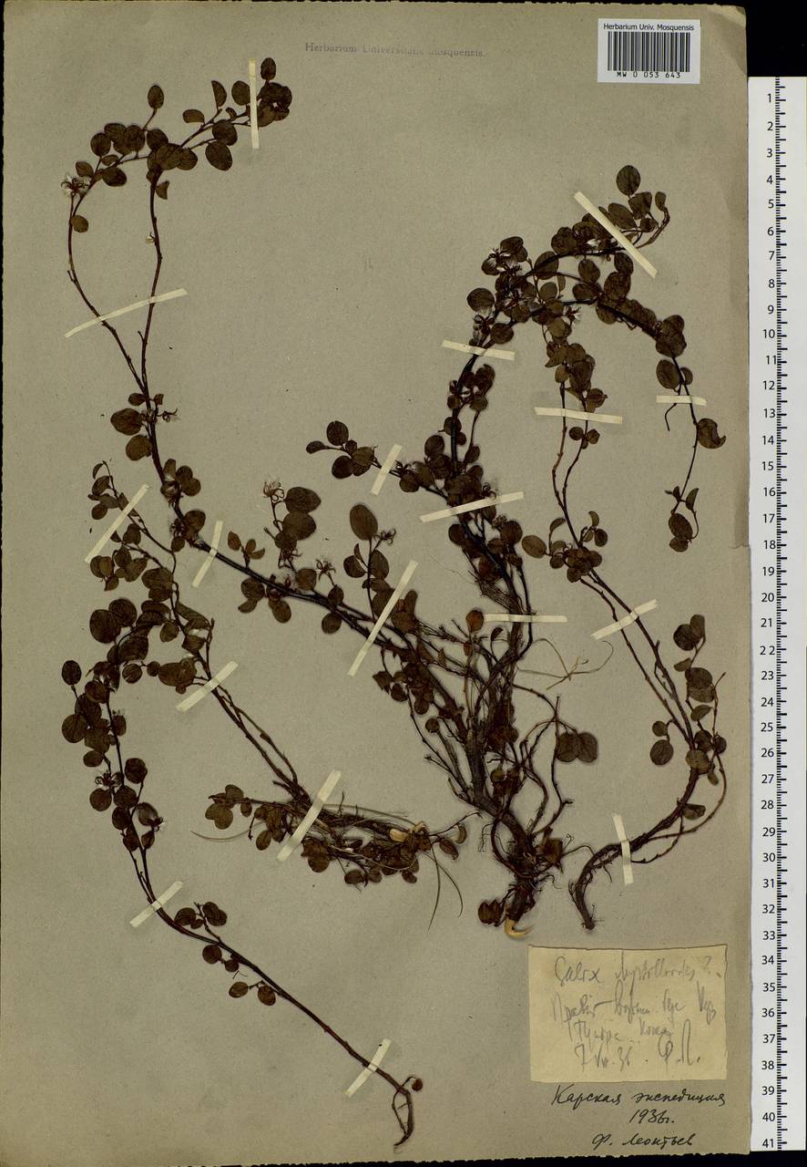 Salix nummularia Anderss., Siberia, Western Siberia (S1) (Russia)