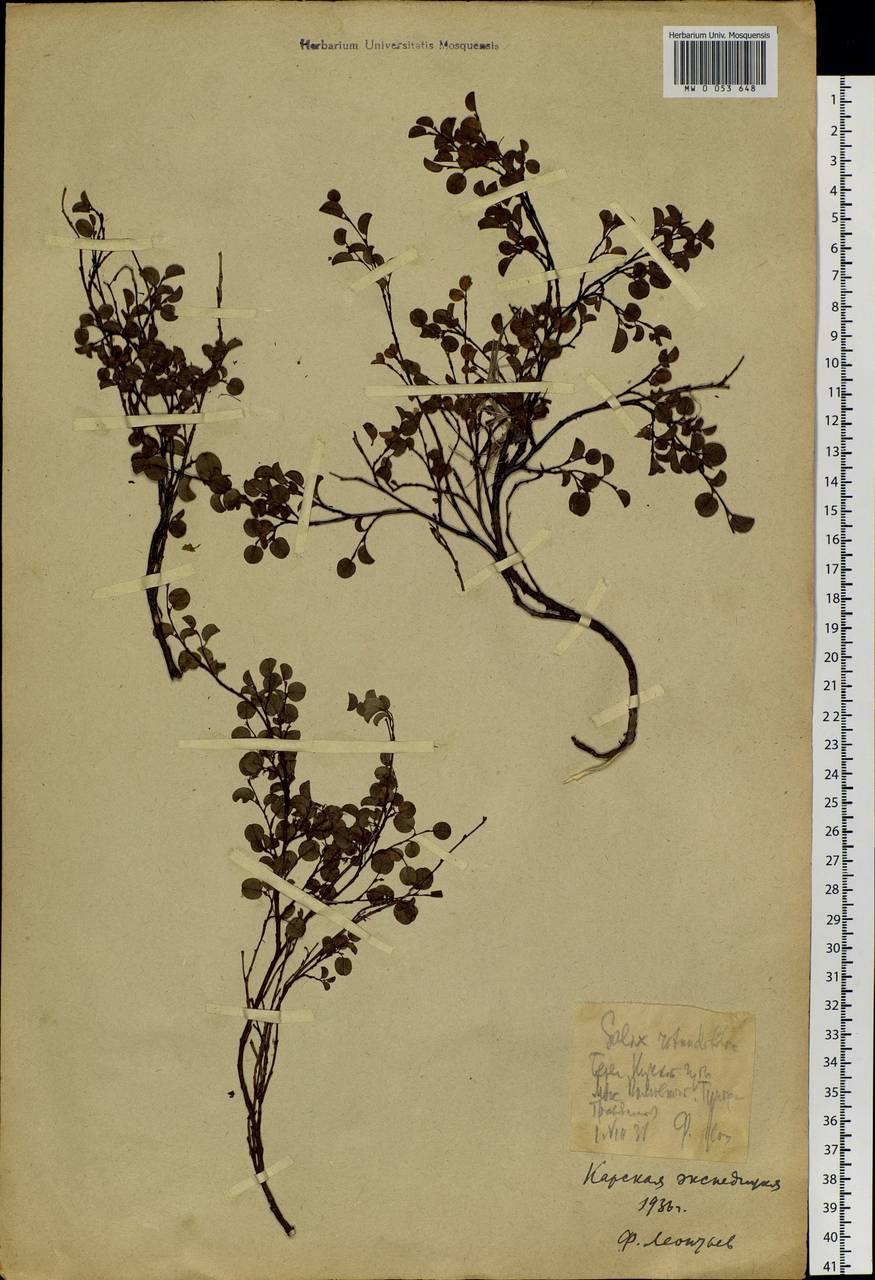 Salix nummularia Anderss., Siberia, Western Siberia (S1) (Russia)