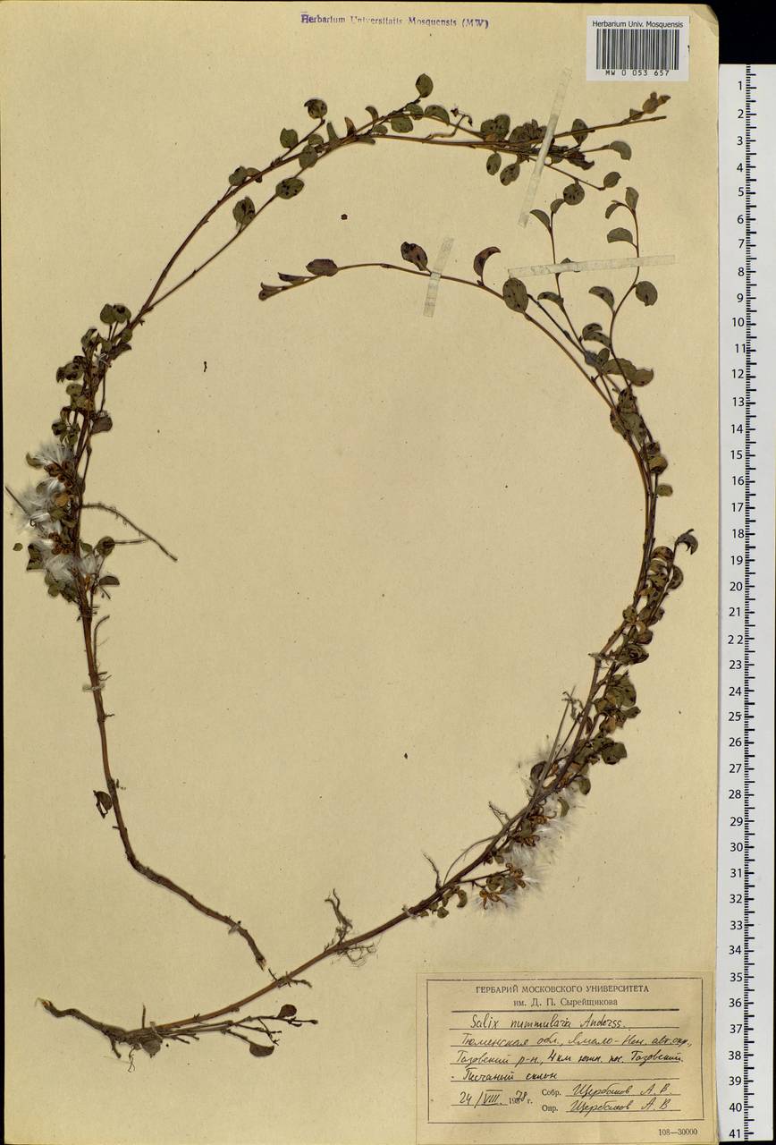 Salix nummularia Anderss., Siberia, Western Siberia (S1) (Russia)