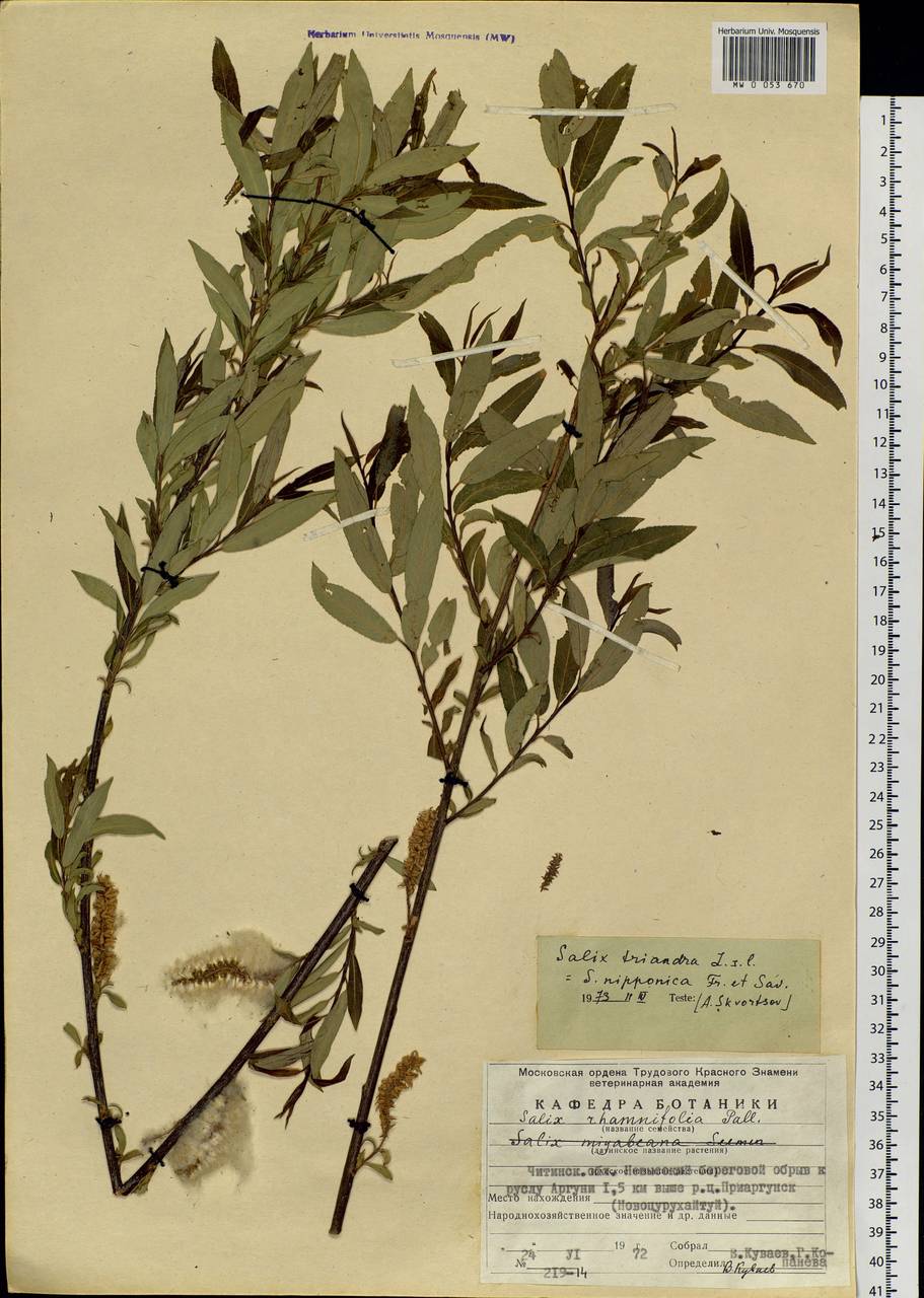 Salix subfragilis Anderss., Siberia, Baikal & Transbaikal region (S4) (Russia)