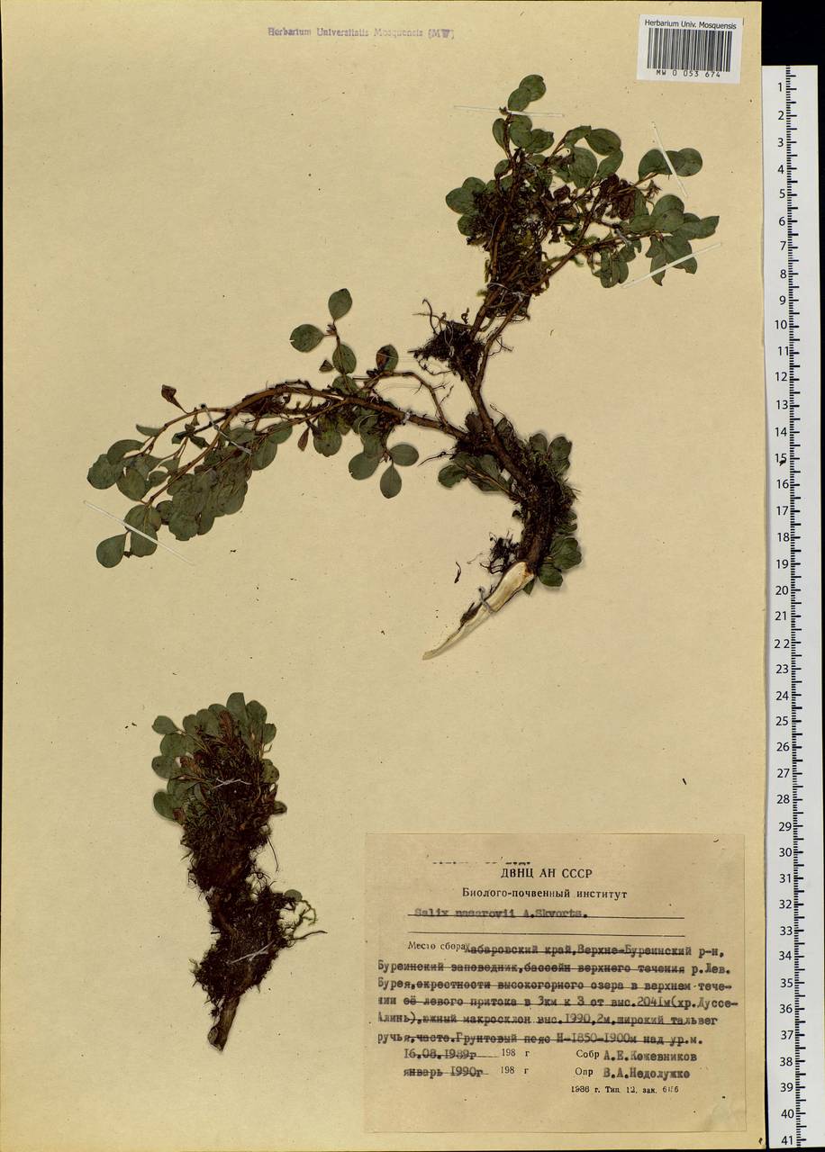 Salix nasarovii A. Skvorts., Siberia, Russian Far East (S6) (Russia)