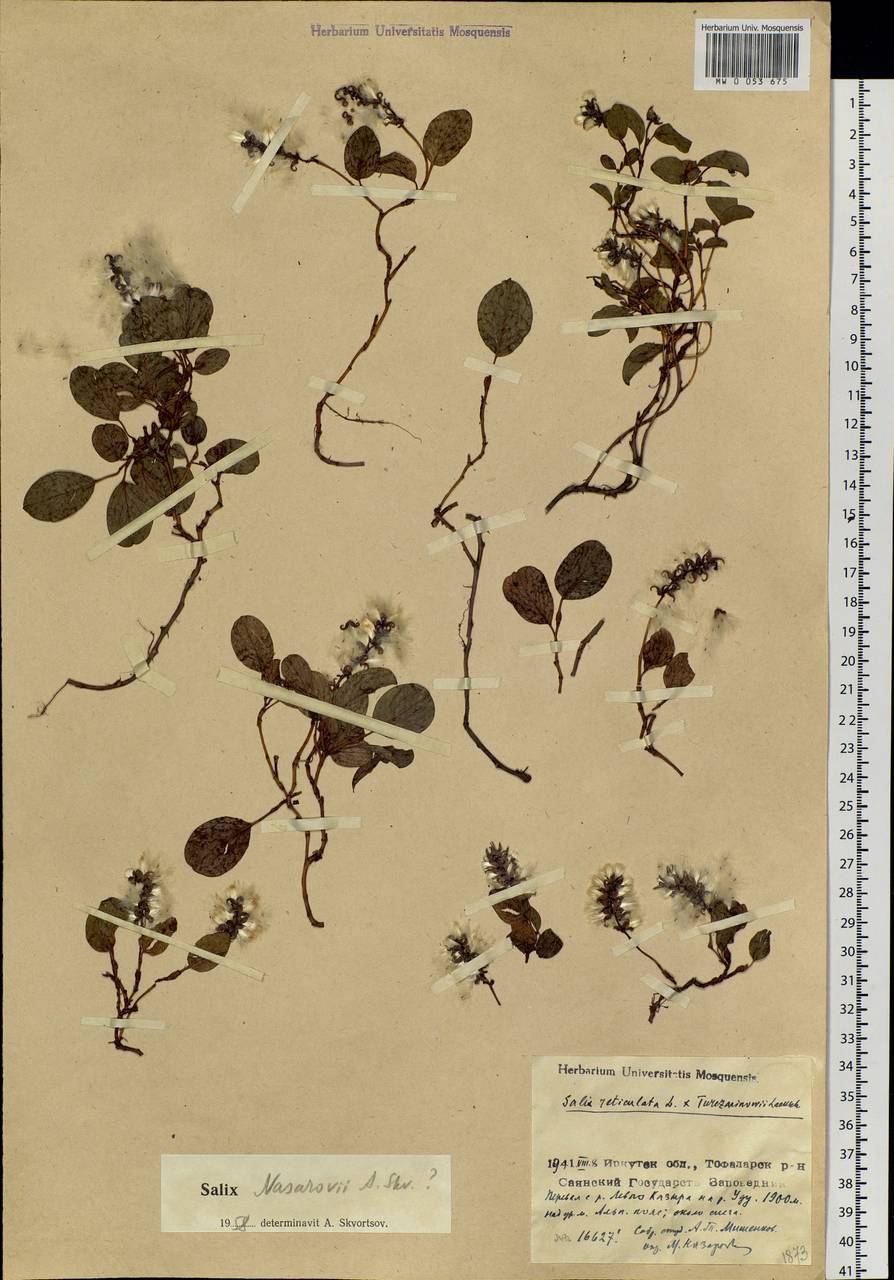Salix nasarovii A. Skvorts., Siberia, Baikal & Transbaikal region (S4) (Russia)