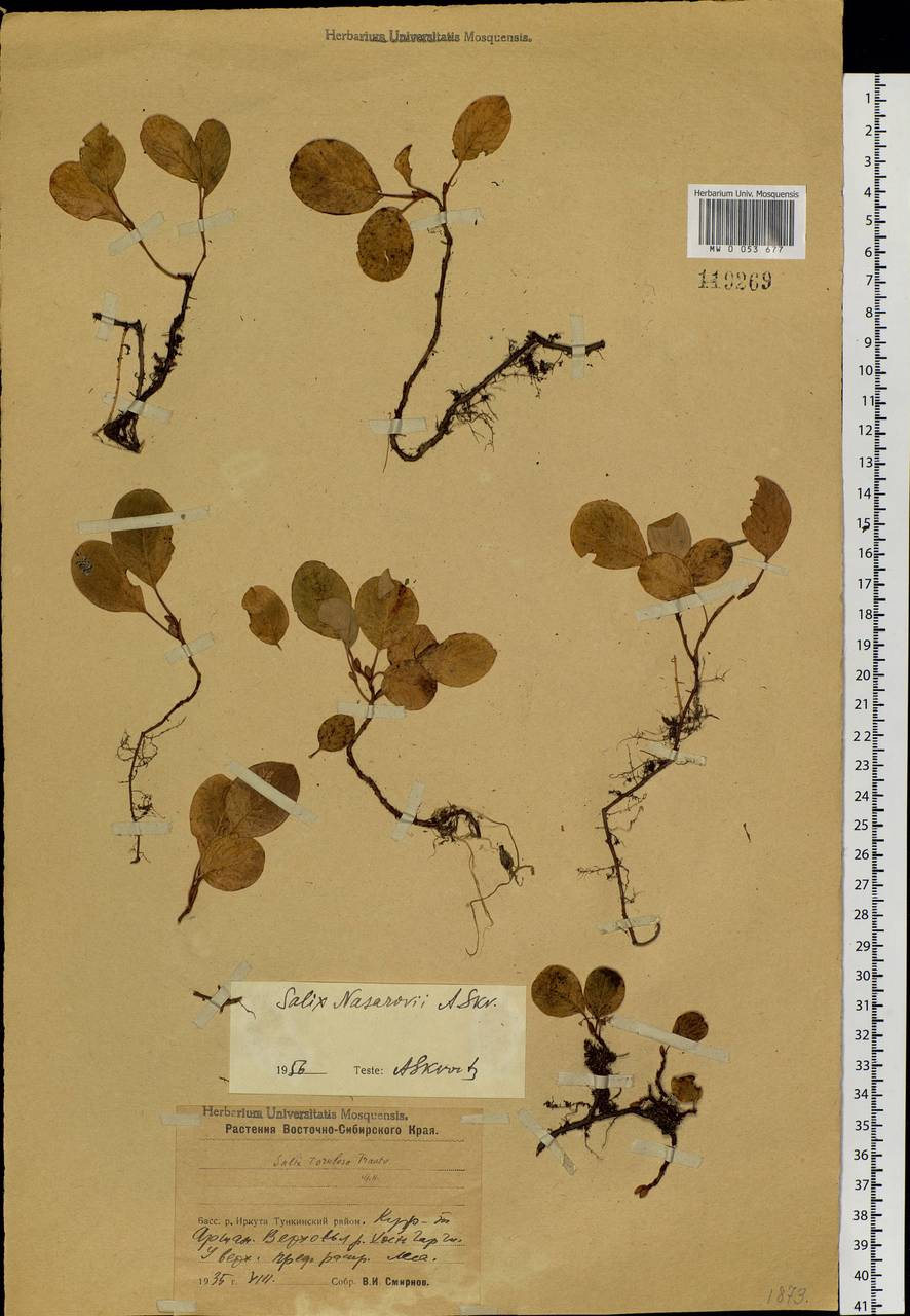 Salix nasarovii A. K. Skvortsov, Siberia, Baikal & Transbaikal region (S4) (Russia)