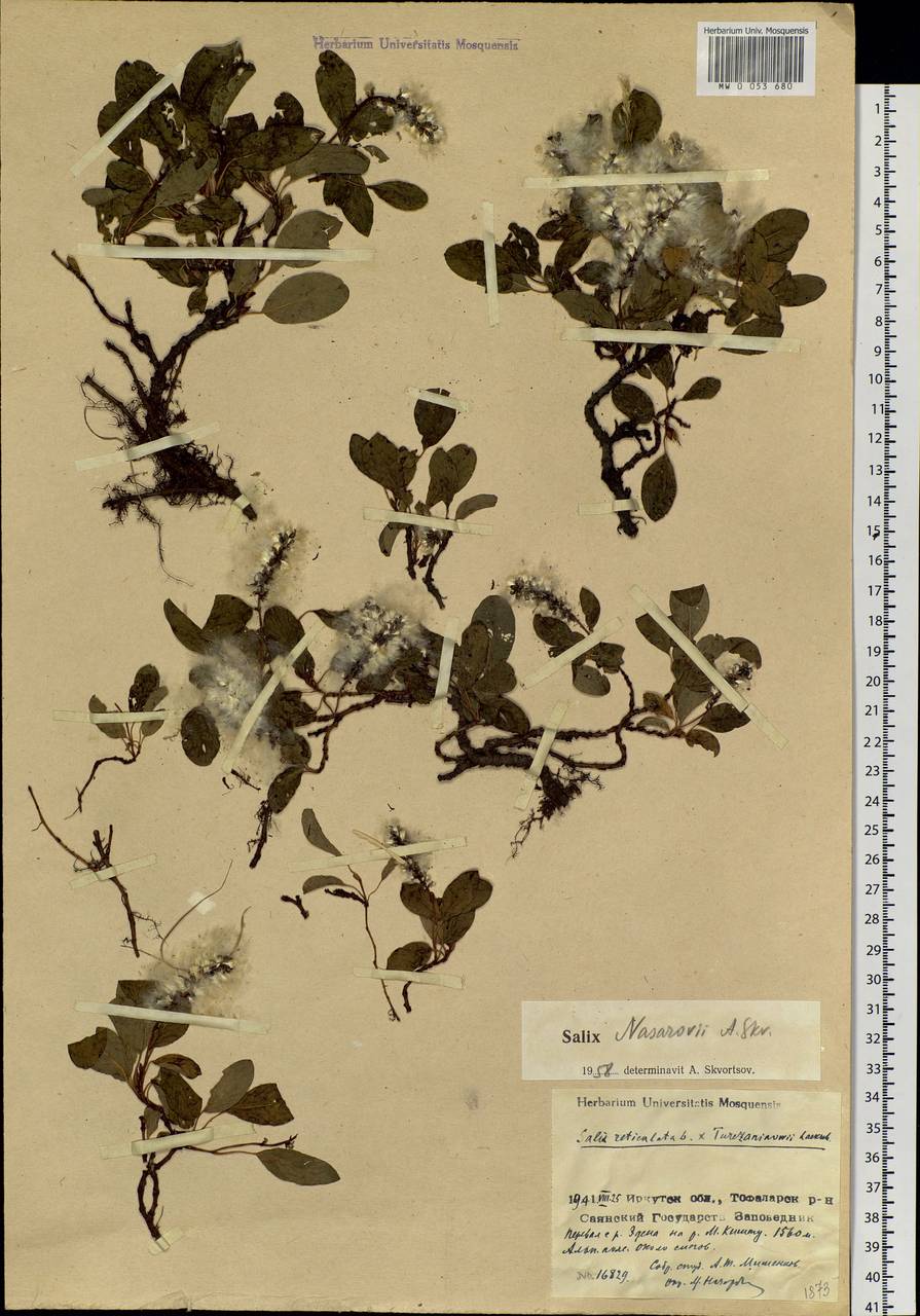 Salix nasarovii A. Skvorts., Siberia, Baikal & Transbaikal region (S4) (Russia)