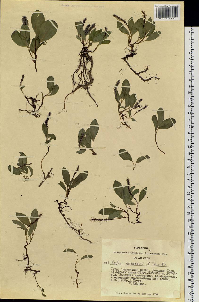 Salix nasarovii A. Skvorts., Siberia, Altai & Sayany Mountains (S2) (Russia)