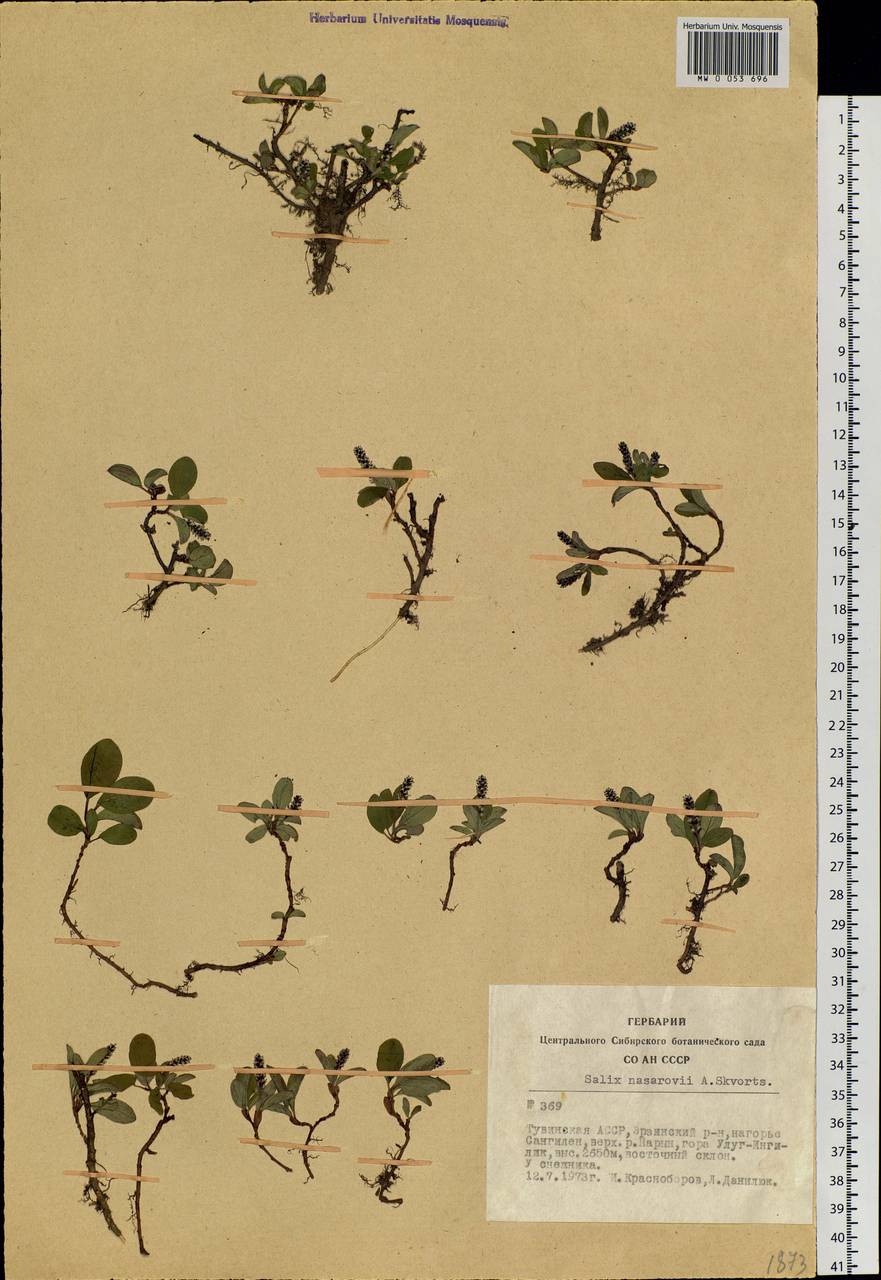 Salix nasarovii A. Skvorts., Siberia, Altai & Sayany Mountains (S2) (Russia)