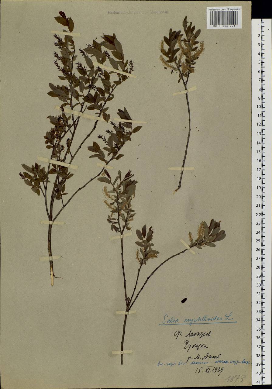 Salix myrtilloides, Siberia, Chukotka & Kamchatka (S7) (Russia)