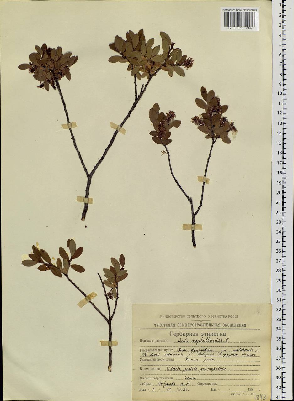 Salix myrtilloides, Siberia, Chukotka & Kamchatka (S7) (Russia)
