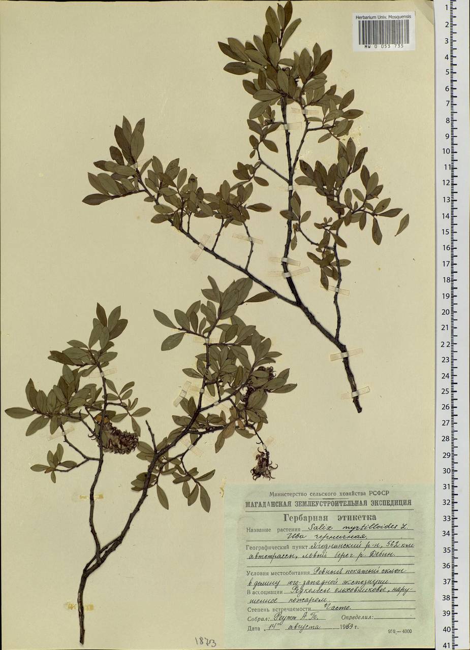 Salix myrtilloides, Siberia, Chukotka & Kamchatka (S7) (Russia)