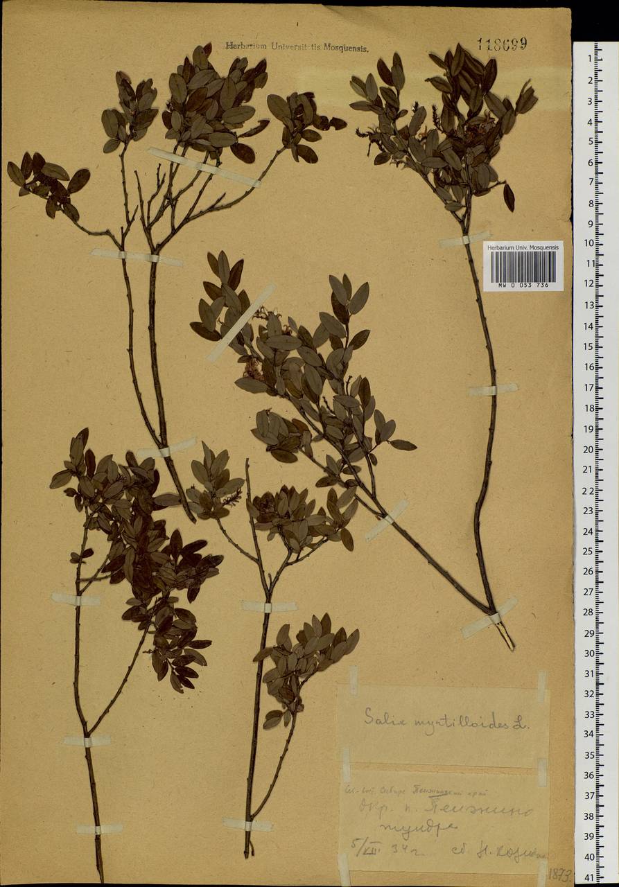 Salix myrtilloides, Siberia, Chukotka & Kamchatka (S7) (Russia)