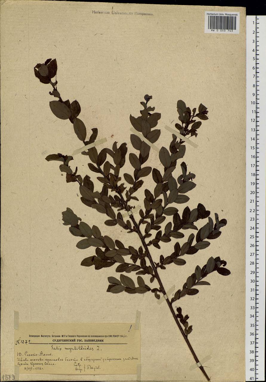 Salix myrtilloides, Siberia, Russian Far East (S6) (Russia)