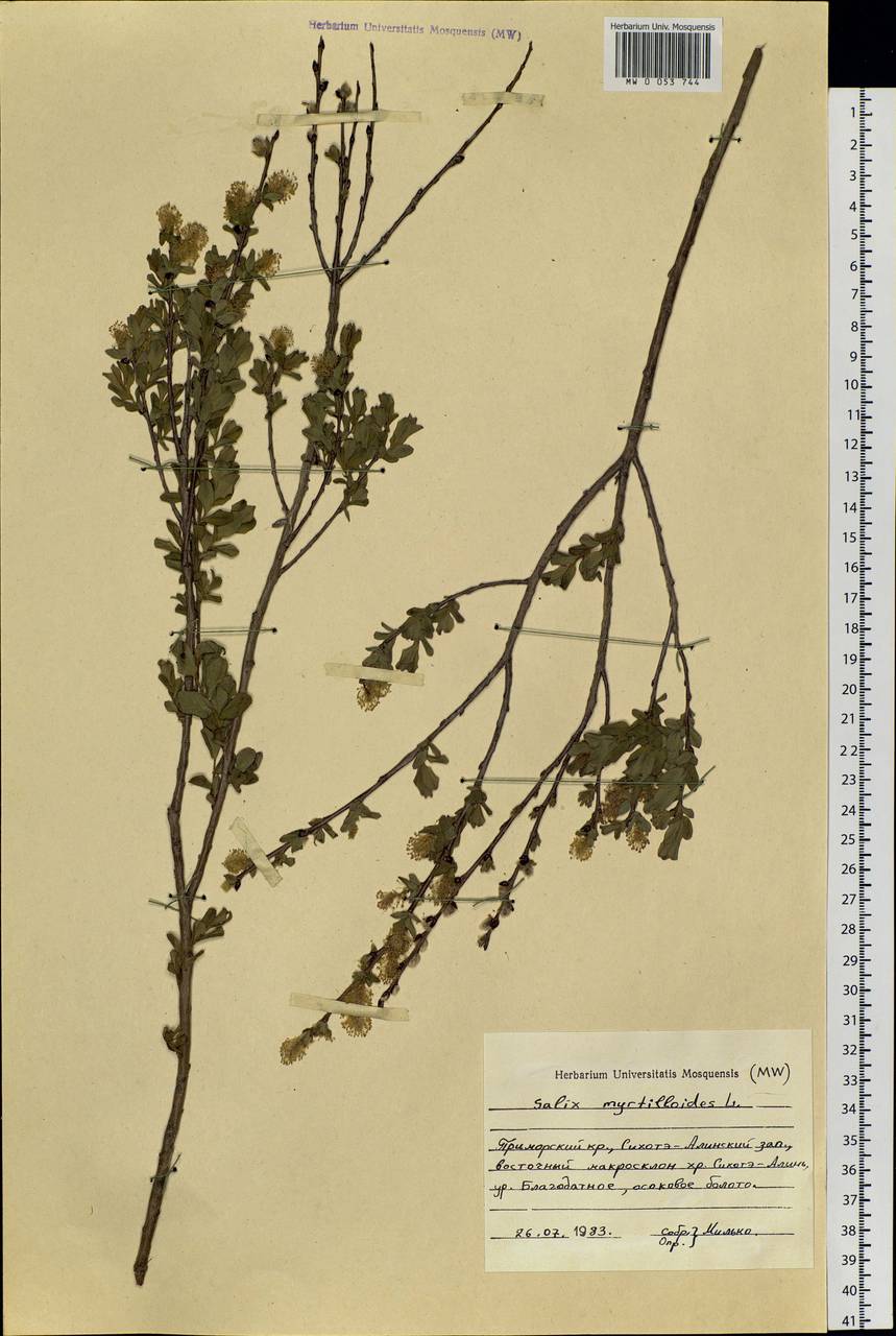 Salix myrtilloides L., Siberia, Russian Far East (S6) (Russia)