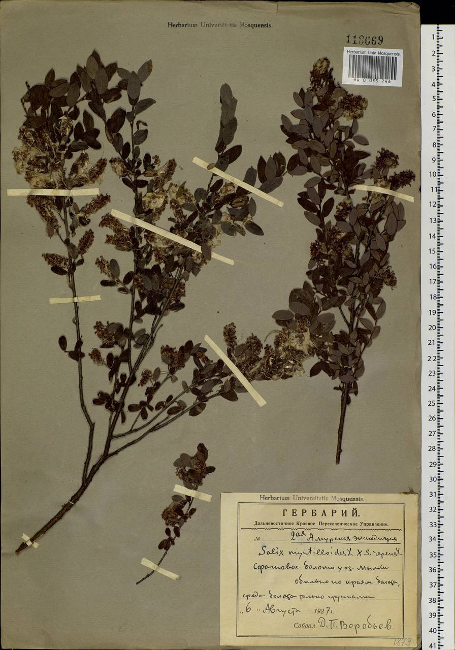 Salix myrtilloides L., Siberia, Russian Far East (S6) (Russia)