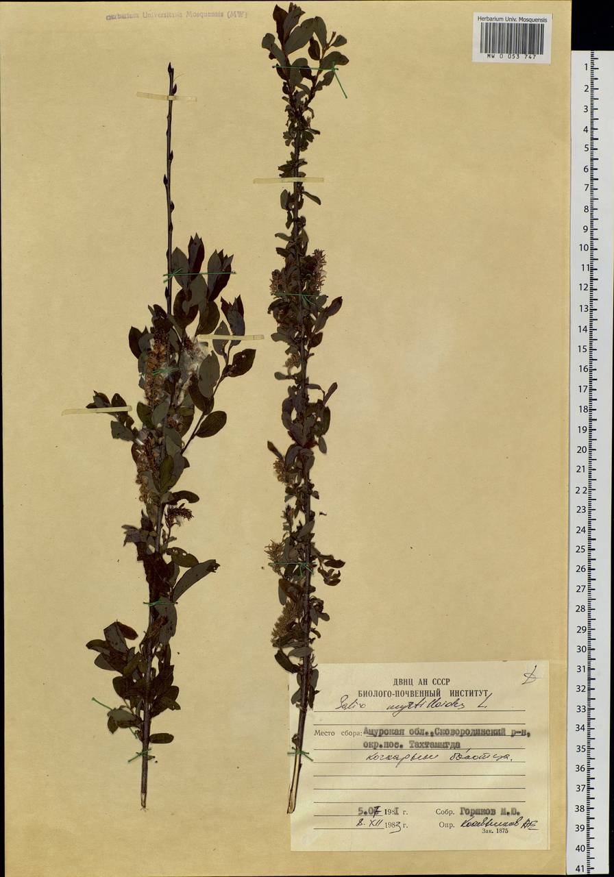 Salix myrtilloides L., Siberia, Russian Far East (S6) (Russia)