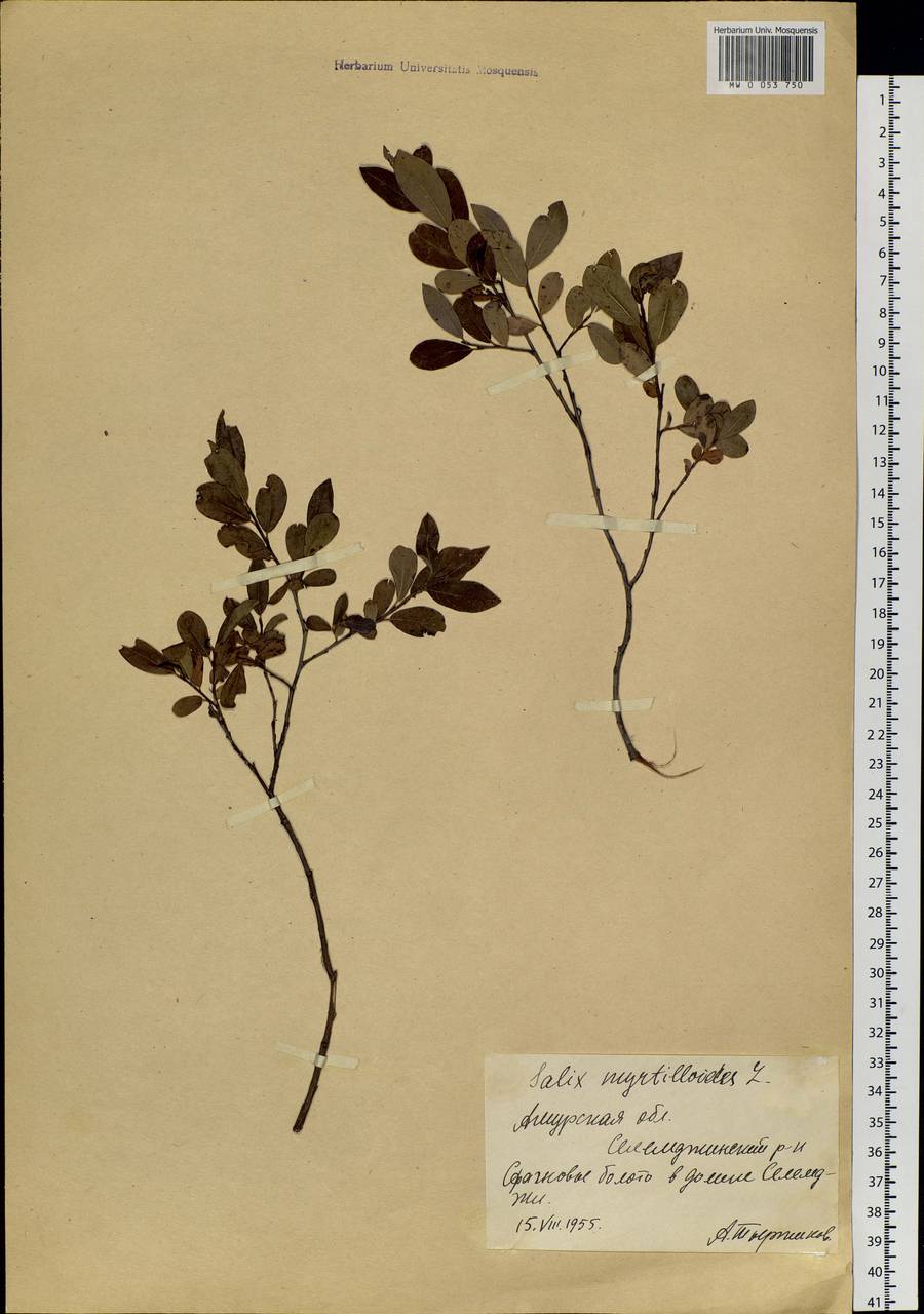Salix myrtilloides L., Siberia, Russian Far East (S6) (Russia)