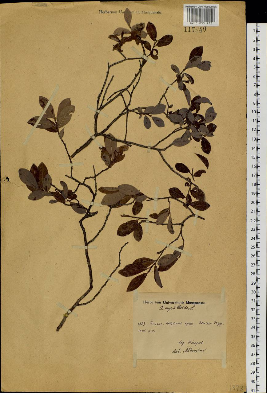 Salix myrtilloides, Siberia, Russian Far East (S6) (Russia)