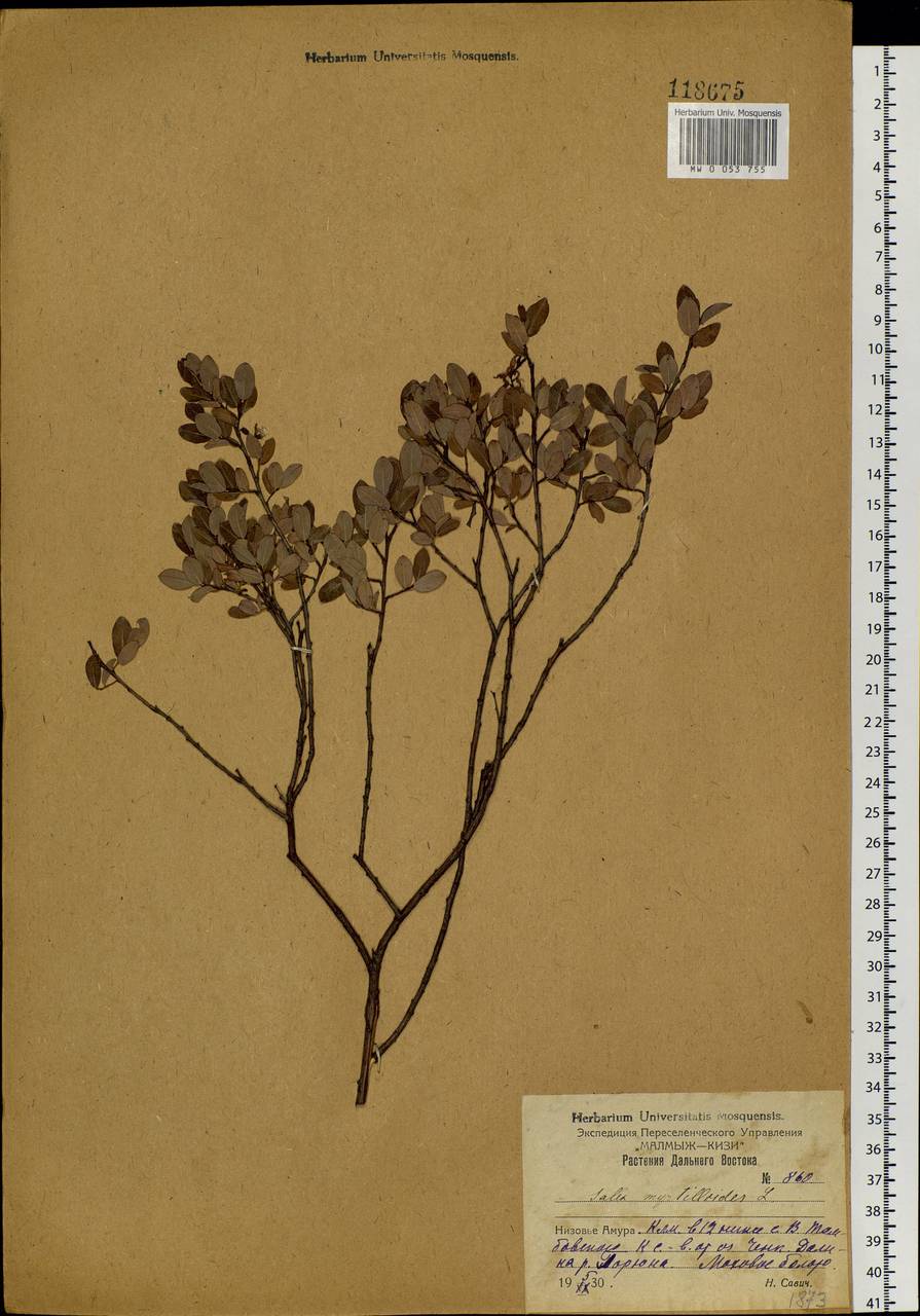 Salix myrtilloides L., Siberia, Russian Far East (S6) (Russia)