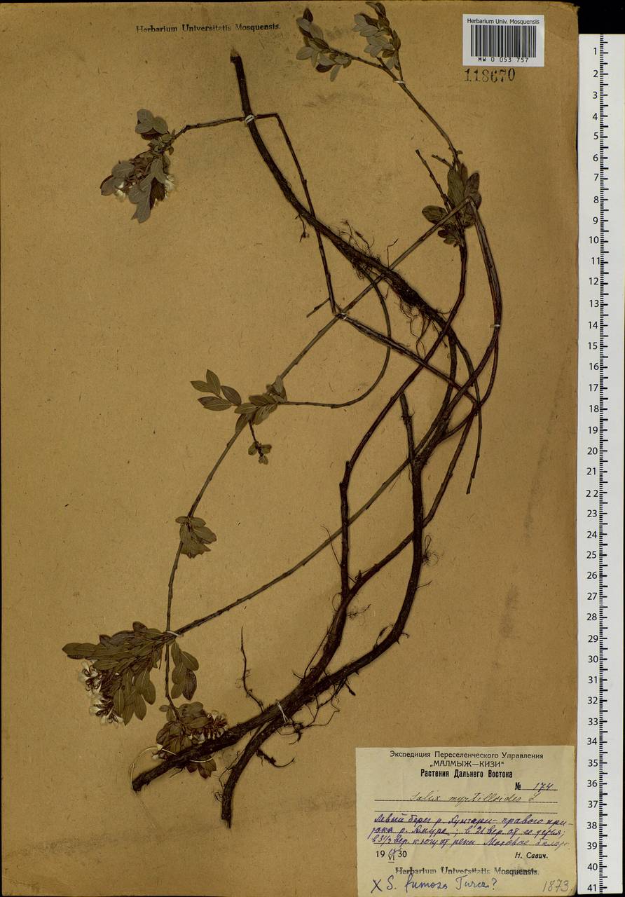 Salix myrtilloides L., Siberia, Russian Far East (S6) (Russia)