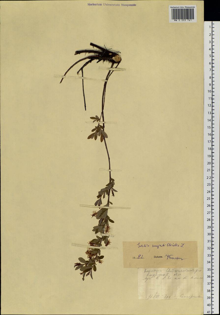 Salix myrtilloides L., Siberia, Russian Far East (S6) (Russia)