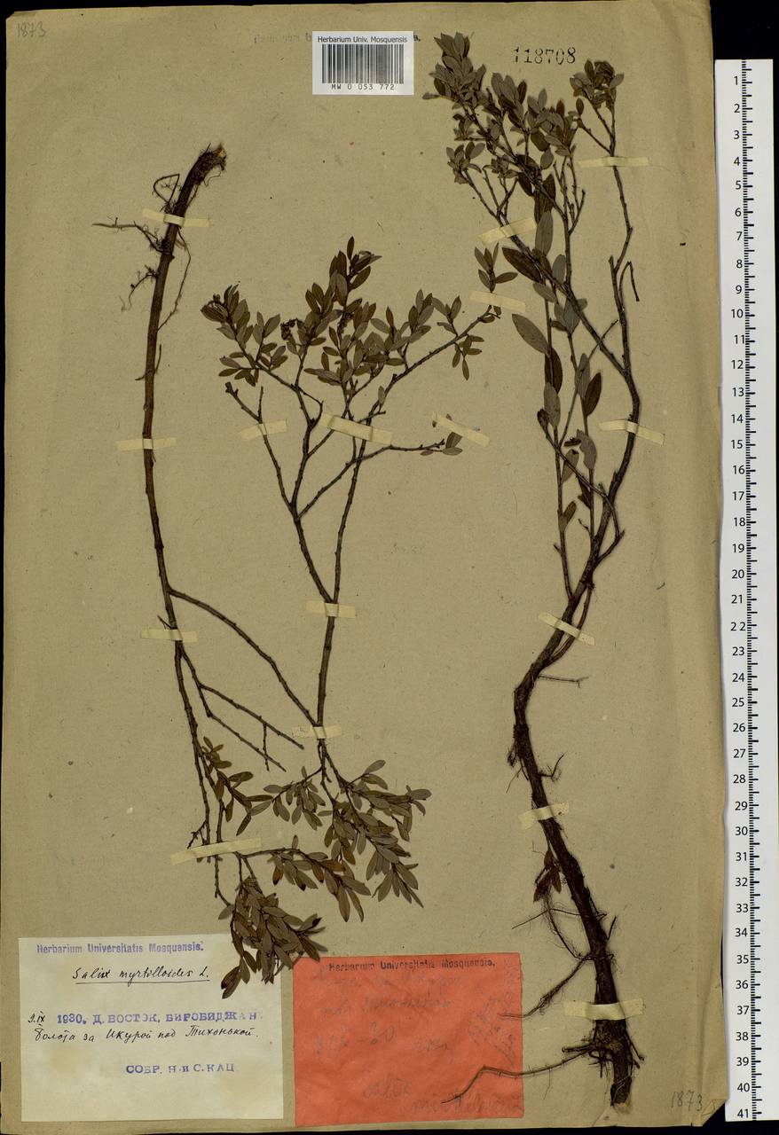 Salix myrtilloides, Siberia, Russian Far East (S6) (Russia)