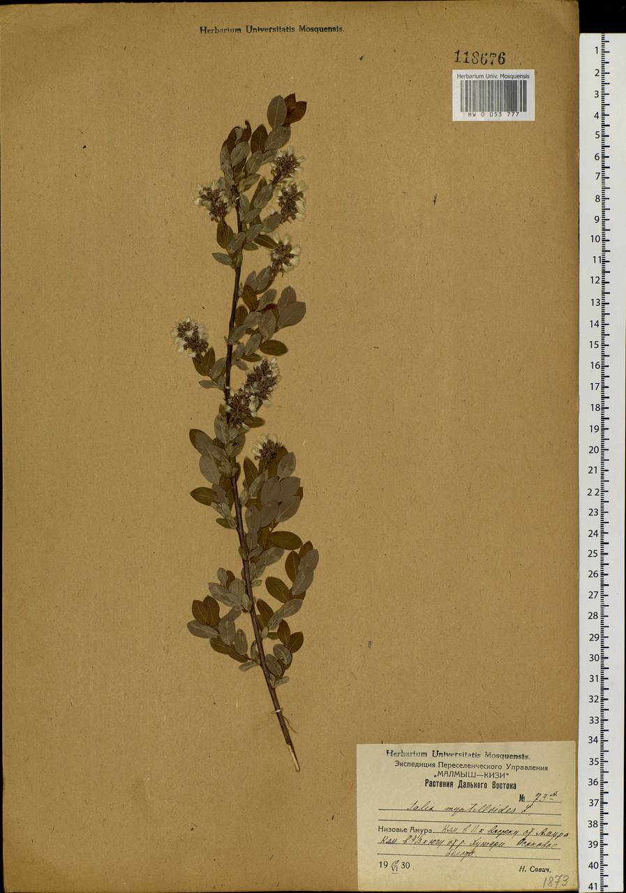 Salix myrtilloides L., Siberia, Russian Far East (S6) (Russia)