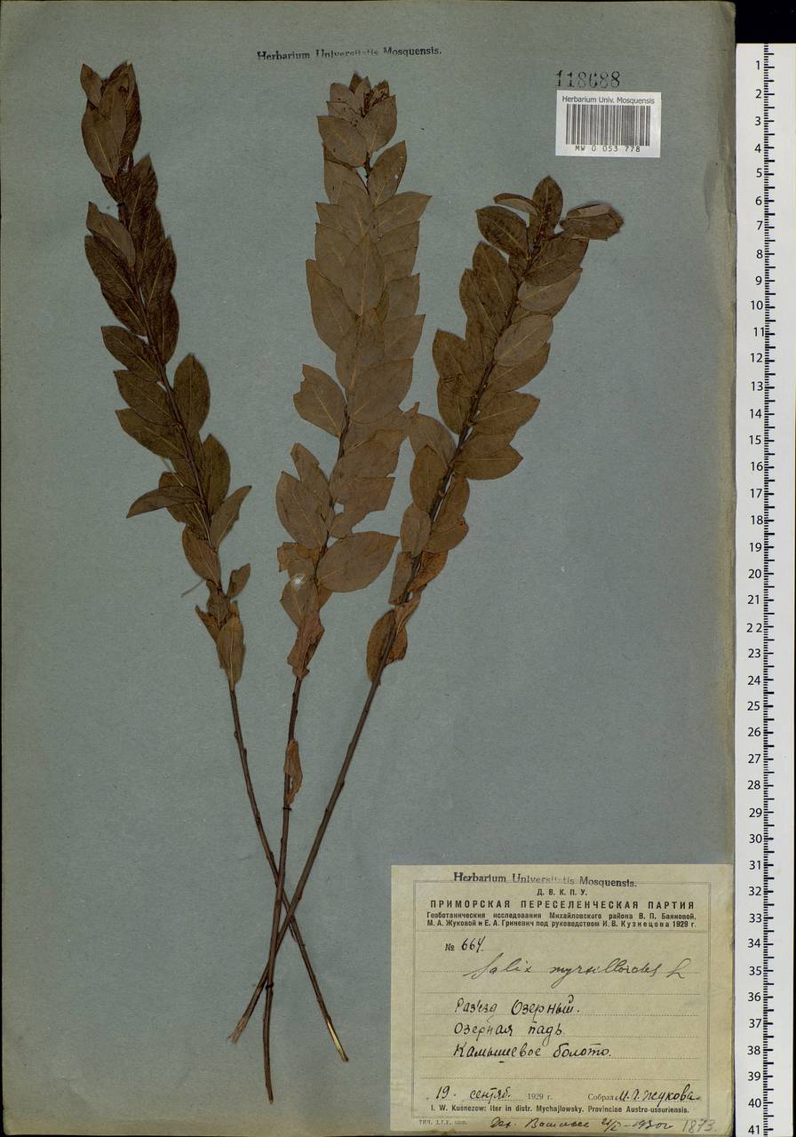Salix myrtilloides L., Siberia, Russian Far East (S6) (Russia)