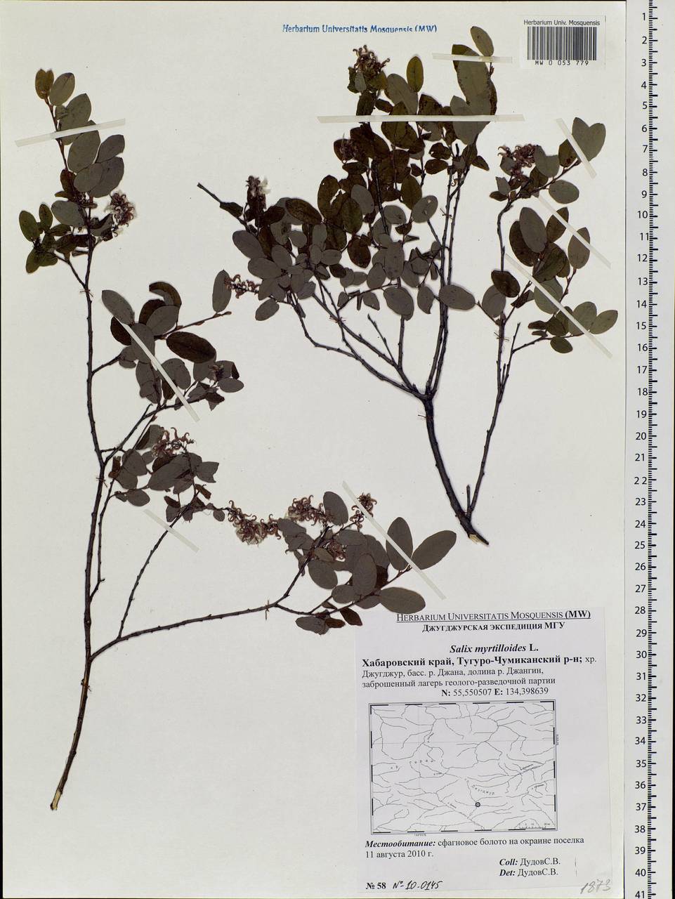 Salix myrtilloides, Siberia, Russian Far East (S6) (Russia)