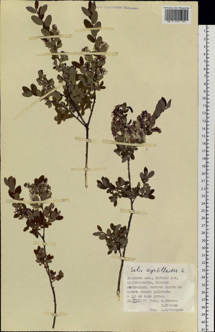 Salix myrtilloides, Siberia, Russian Far East (S6) (Russia)
