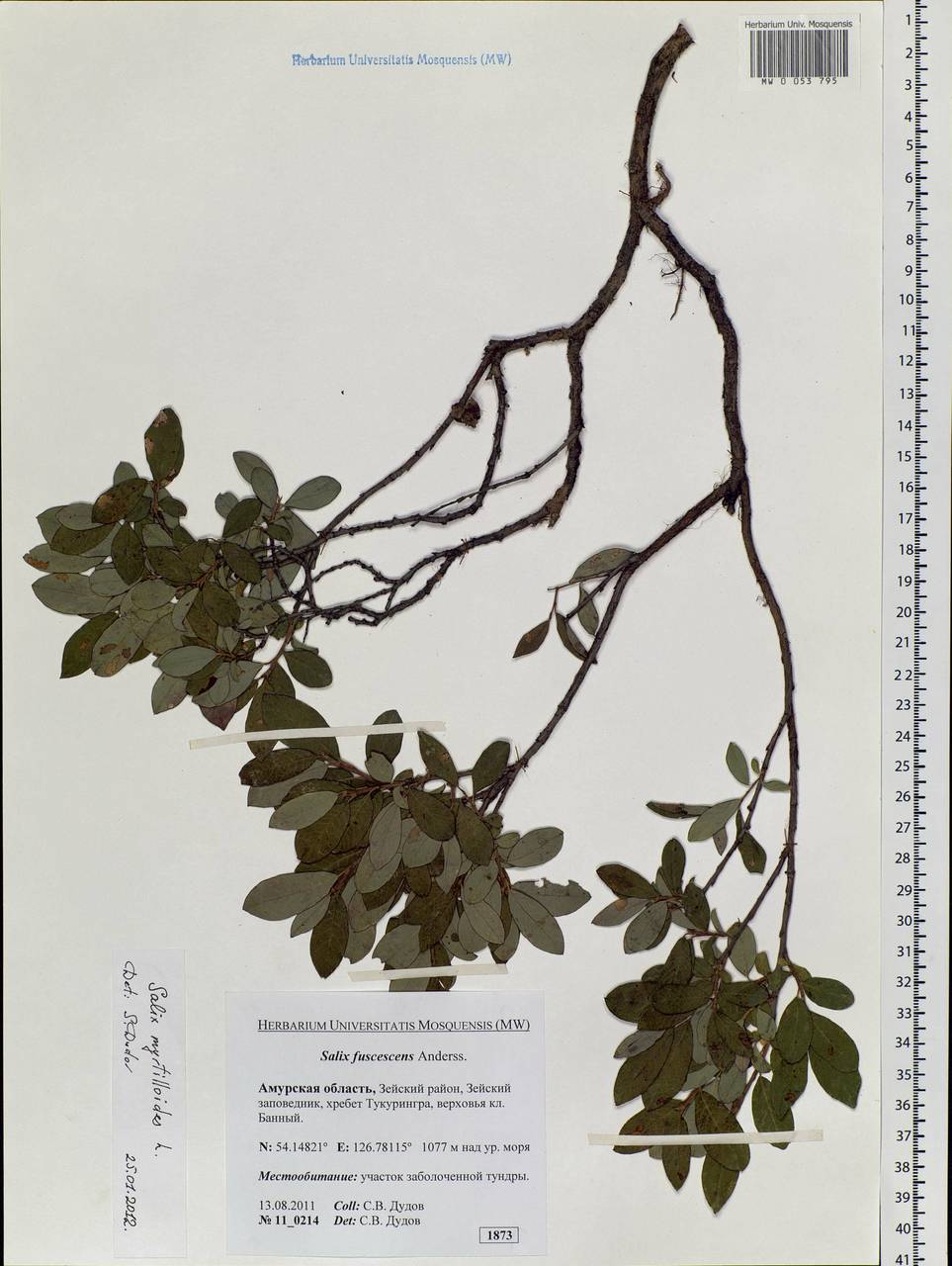 Salix myrtilloides, Siberia, Russian Far East (S6) (Russia)