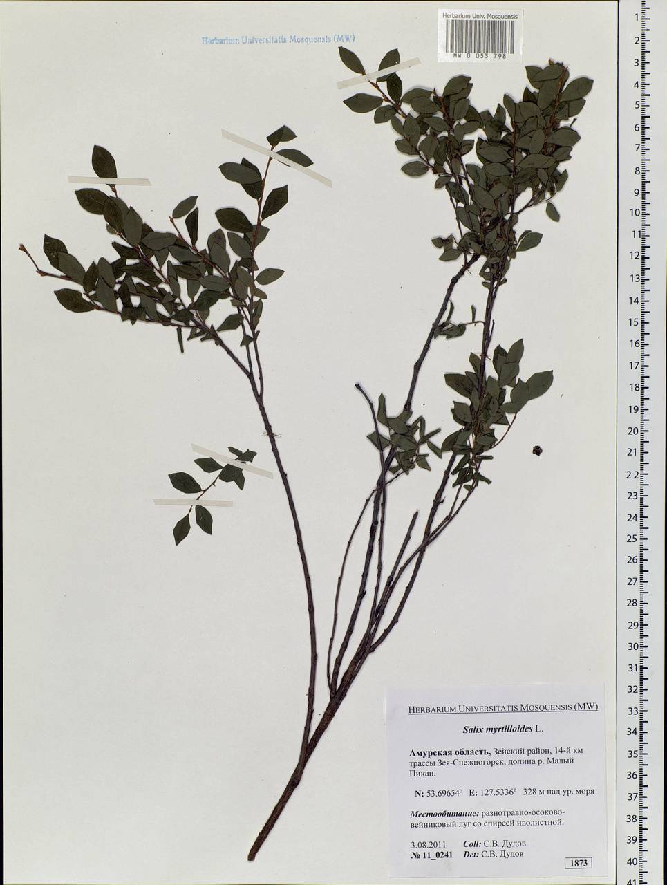 Salix myrtilloides, Siberia, Russian Far East (S6) (Russia)