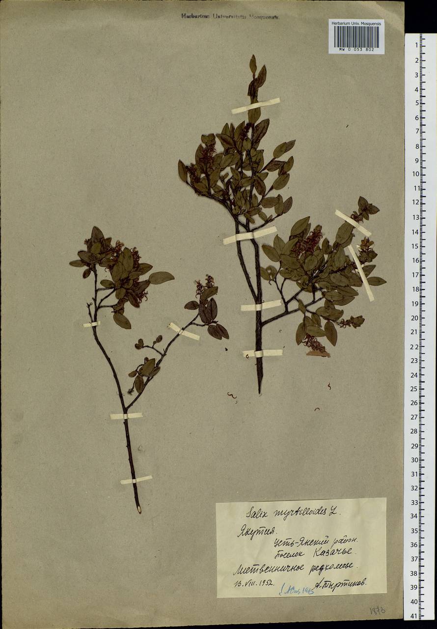 Salix myrtilloides, Siberia, Yakutia (S5) (Russia)