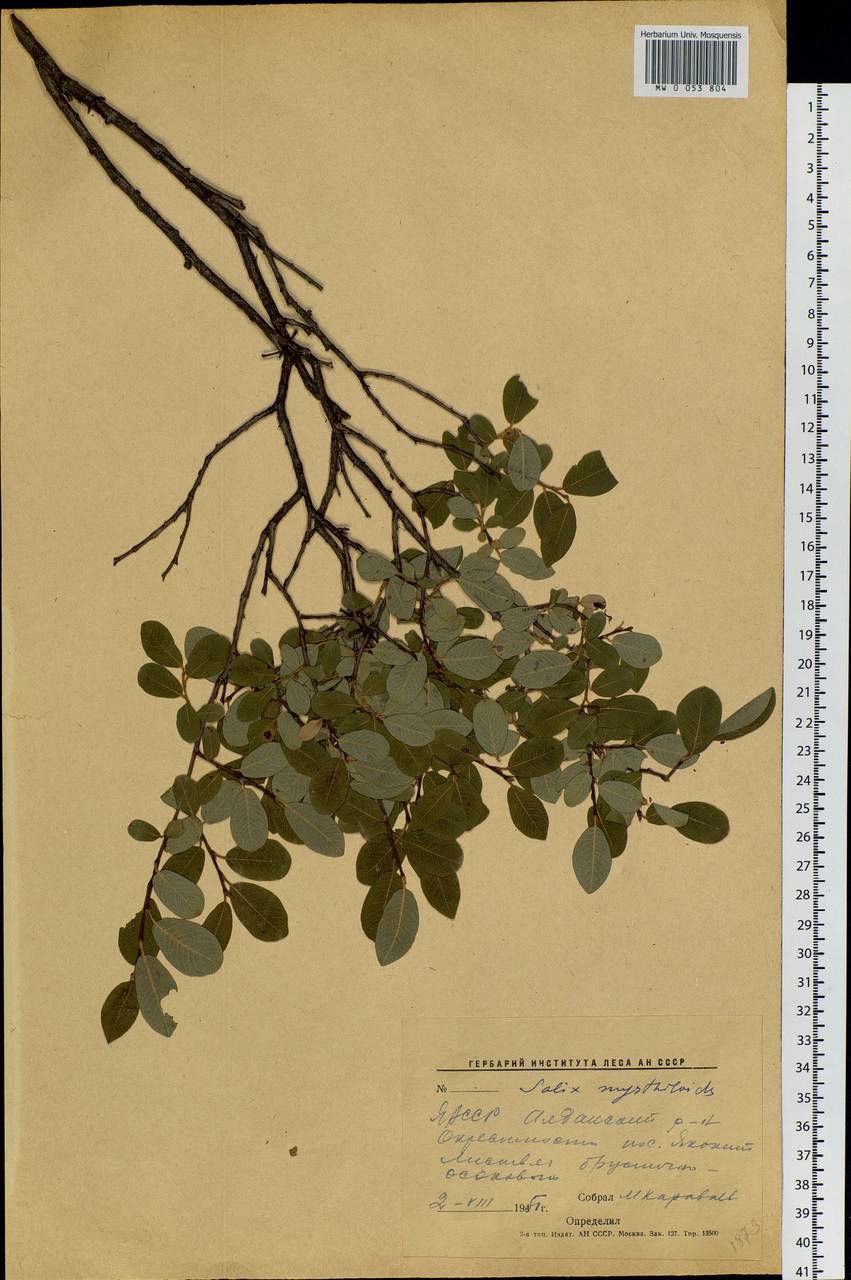 Salix myrtilloides L., Siberia, Yakutia (S5) (Russia)