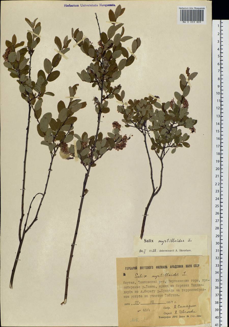 Salix myrtilloides L., Siberia, Yakutia (S5) (Russia)