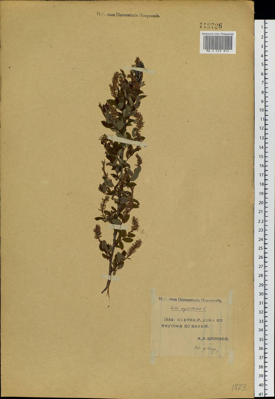 Salix myrtilloides, Siberia, Yakutia (S5) (Russia)