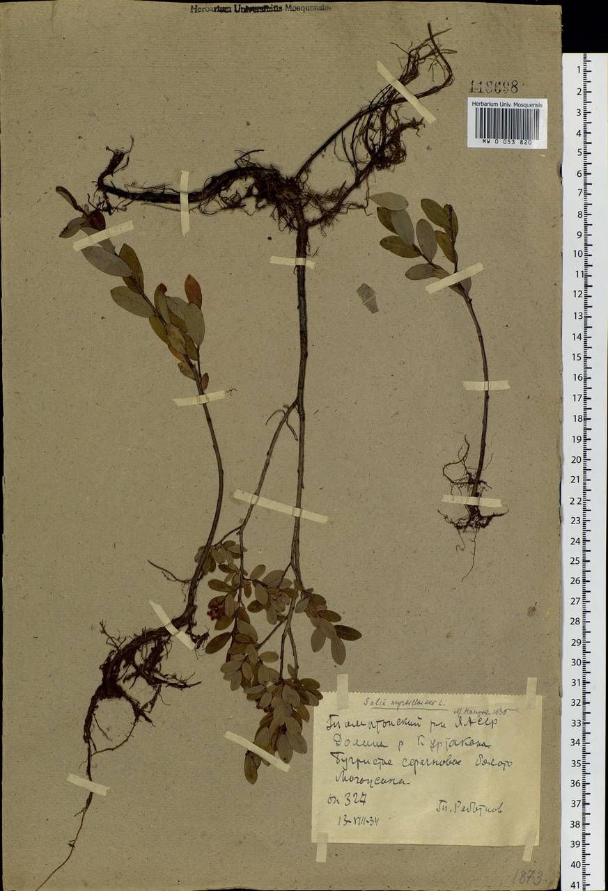 Salix myrtilloides, Siberia, Yakutia (S5) (Russia)