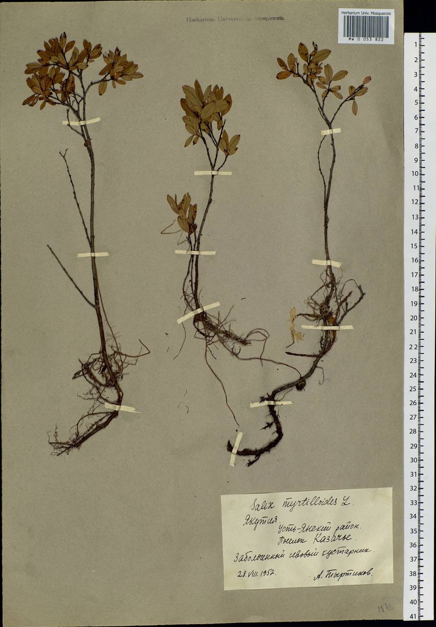 Salix myrtilloides, Siberia, Yakutia (S5) (Russia)