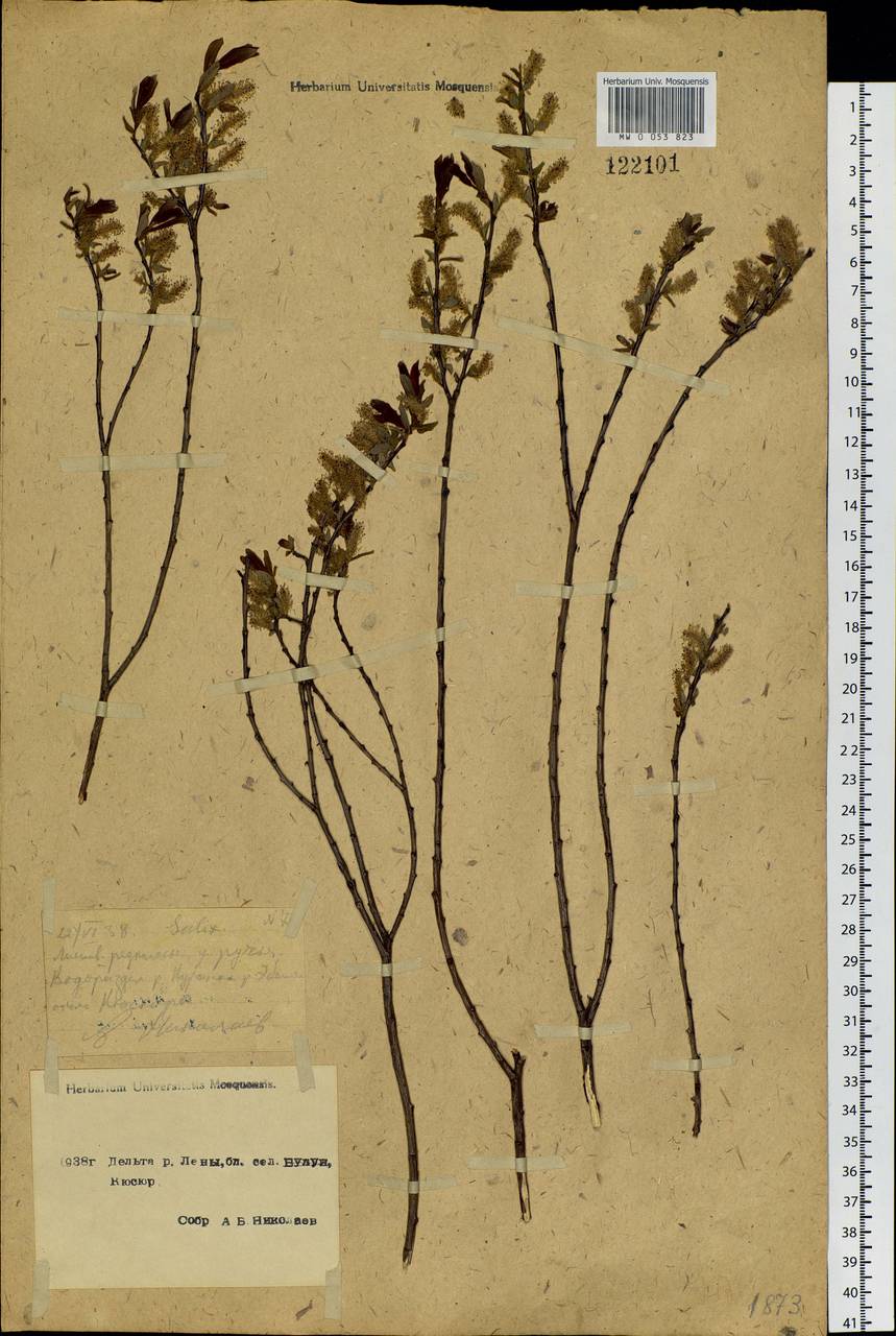 Salix myrtilloides L., Siberia, Yakutia (S5) (Russia)