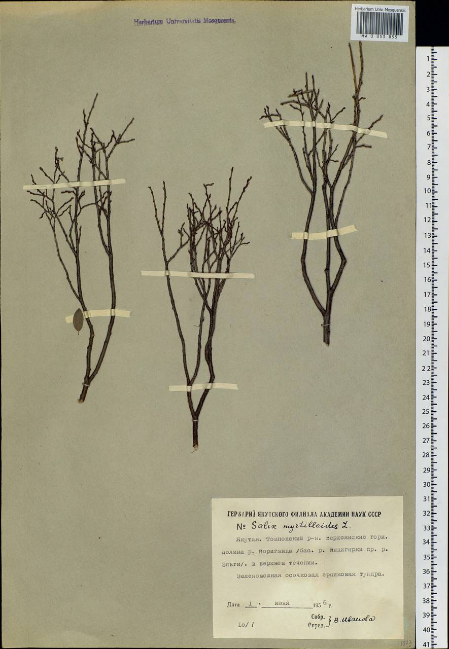 Salix myrtilloides, Siberia, Yakutia (S5) (Russia)